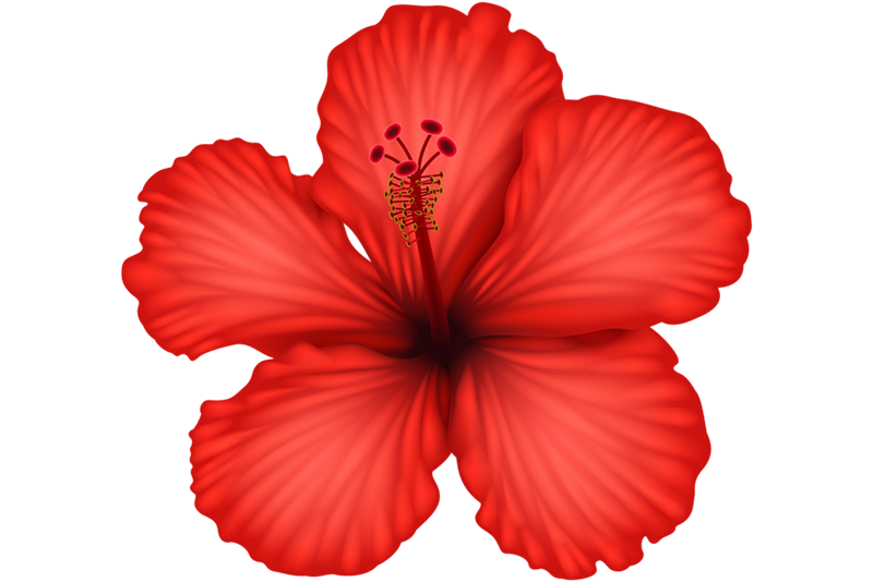 Hibiscus (Japapatti)