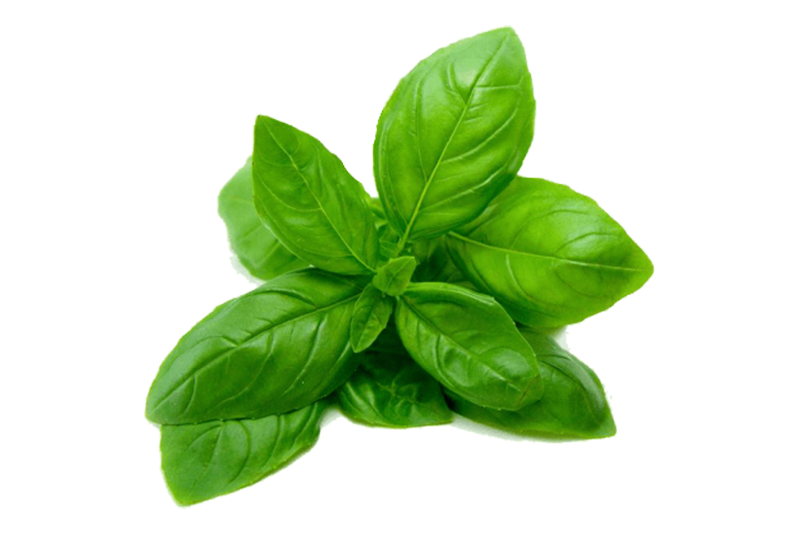 Holy Basil (Tulsi)