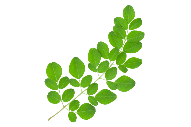 Moringa Oil