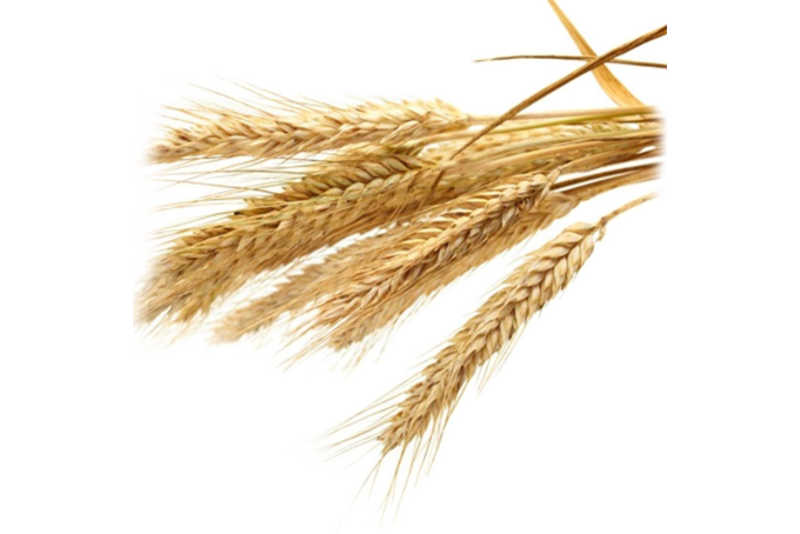 Wheat Germ Oil